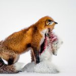 A Tale of Two Foxes