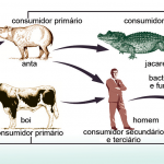 Cadeia Alimentar do Homem