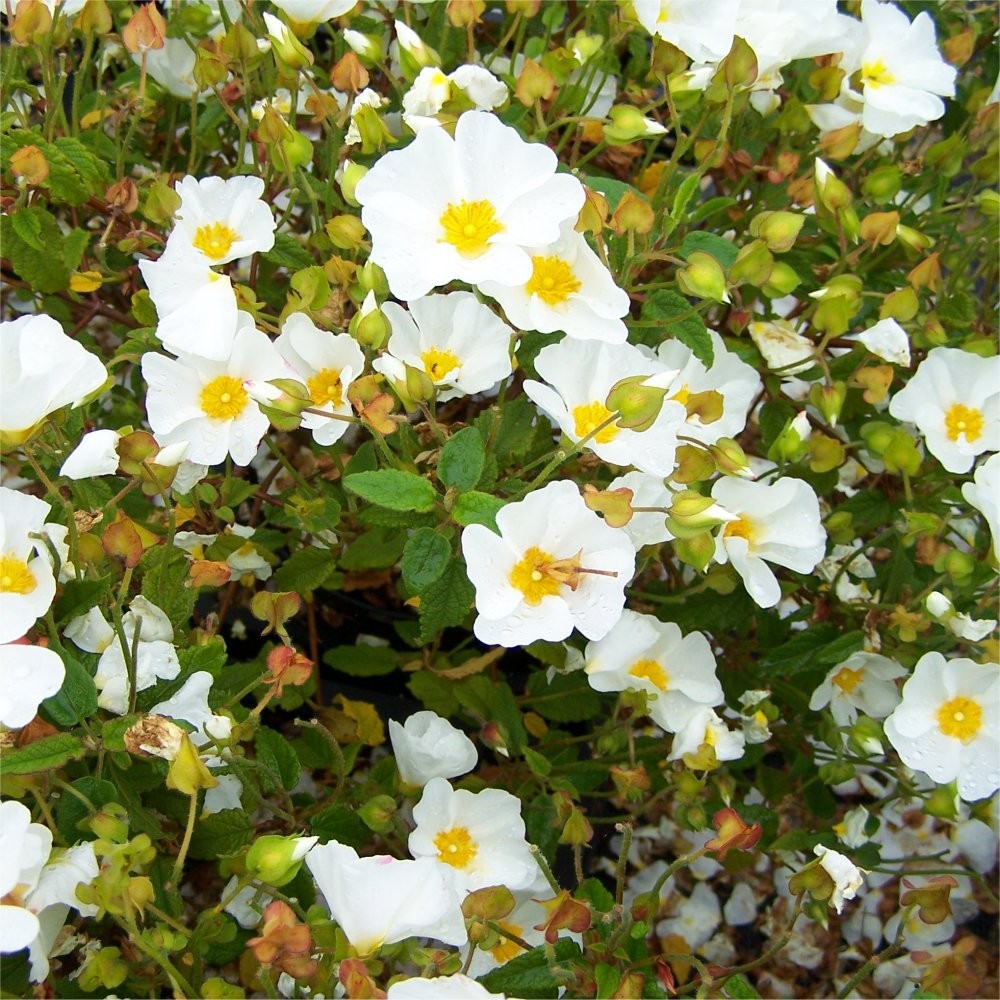 Nomes de Plantas Para Jardim Resistentes ao Sol