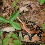Cobra Siri Pico De Jaca Enrolada no Mato