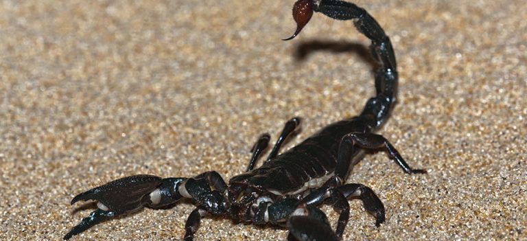 Escorpião Preto Andando em Terras Asiáticas