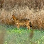Lobo Vermelho em Alligator River National Wildlife Refuge