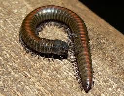 Queimadura de Piolho de Cobra