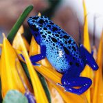 Sapo Boi Azul em Seu Habitat