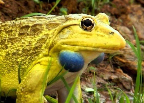 Sapo Boi Indiano e sua Alimentação