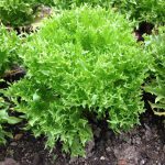 Alface Frisée Plantado