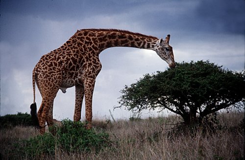 Tudo Sobre as Girafas com Fotos