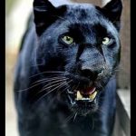 Pantera Negra 1