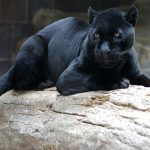 Pantera Negra 3