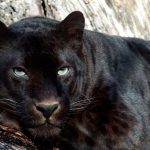 Pantera Negra 4