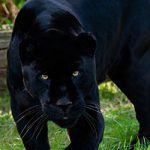 Pantera Negra 5