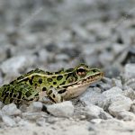 Rã-Leopardo Fotografada Nas Pedras