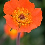 Geum
