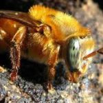 Melipona Rufiventris