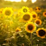 Plantação de Flor de Girassol