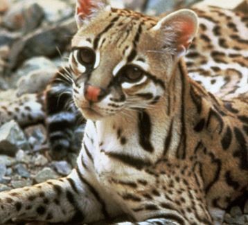 Bicho Jaguatirica Pode ser Domesticado? Ela é Brava?