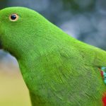Maitaca ave psitacídeo colorida