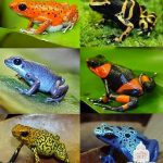 Tipos de Rãs Venenosas da Amazônia