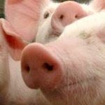 Produção de carne suína no Brasil toneladas