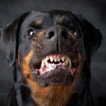 Agressividade dos Rottweilers