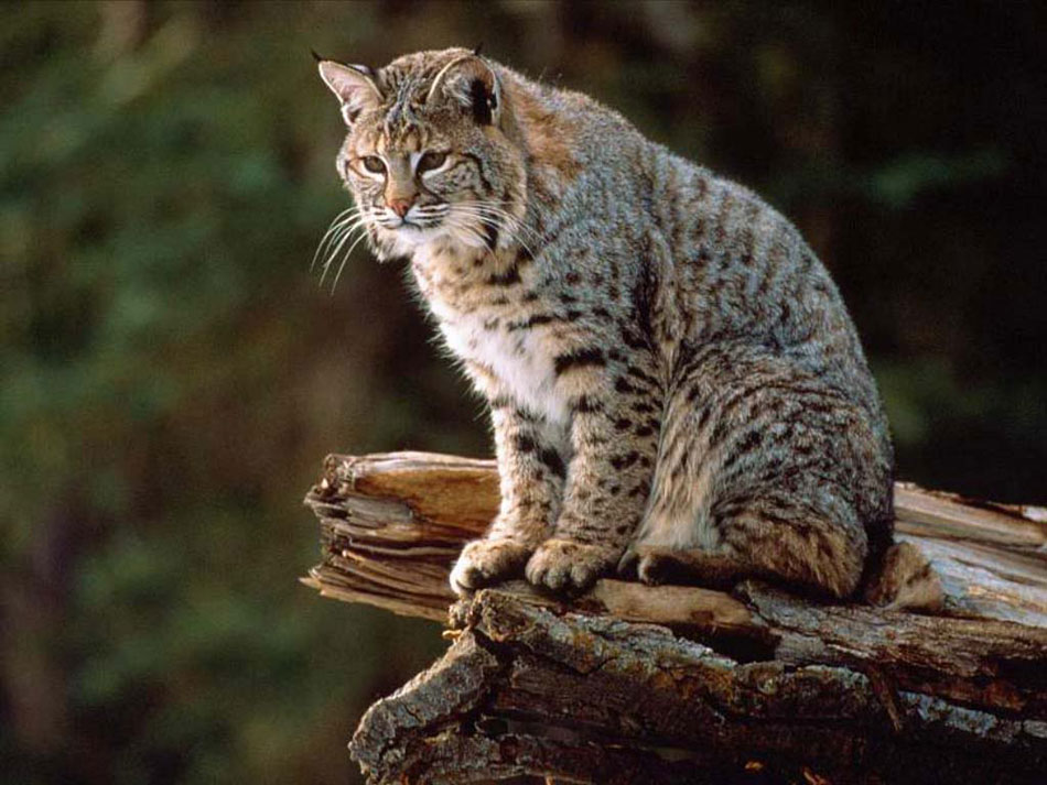 Características do Lince: Ficha Técnica, Peso e Altura