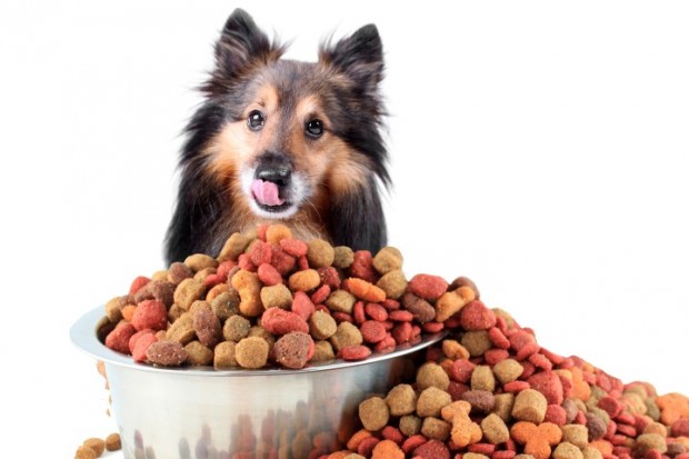 Alimentação dos Cachorros O Que Eles Comem?