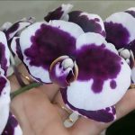 Orquídeas Floridas