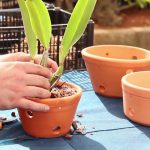Orquídeas em Vasos de Cerâmica