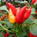 Pimenta Capsicum