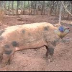 Porco piau rusticidade característica da raça