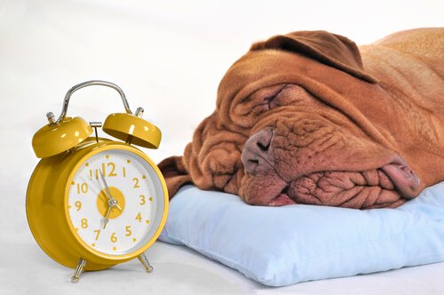 Tempo de Sono do Cachorro Adulto e Filhote: Qual o Ideal?