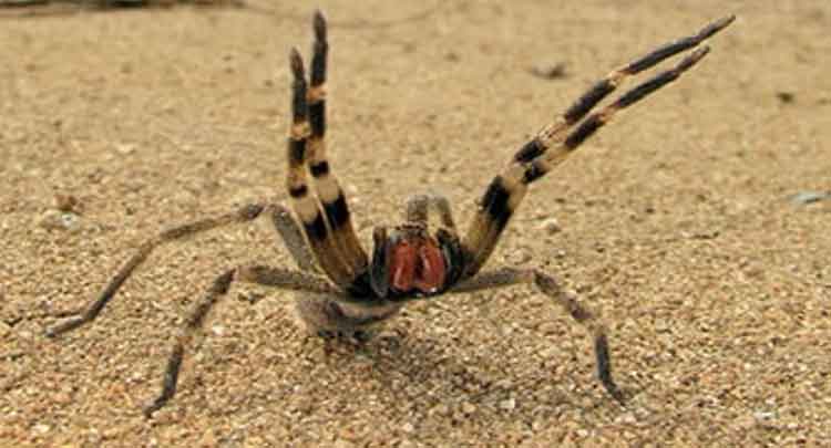 Aranha Armadeira Sobe Parede? Sistema Locomotivo