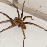 Aranha Armadeira Andando Dentro de Casa