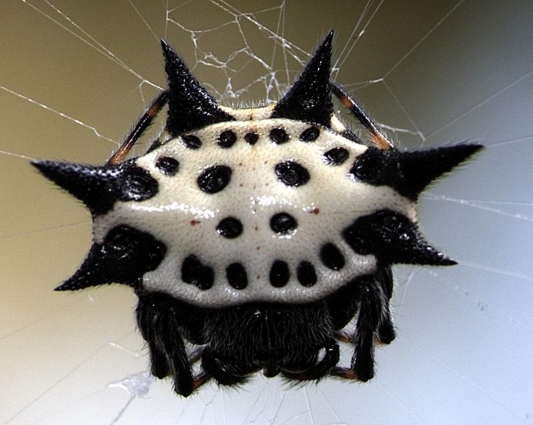 Aranha Preta E Branca Em Sua Teia 1