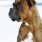 Boxer Tigrado Fotografado de Perfil