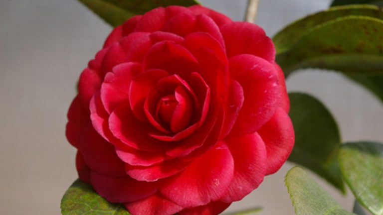 Camellia Black Tie