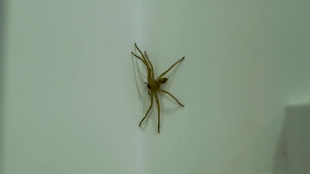 Aranha Grande Isolada na Parede de Um Quarto