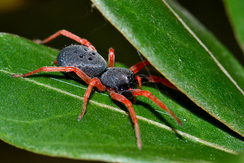 Aranha Laranja: Espécies, É Venenosa? Identificação e Fotos (2026)