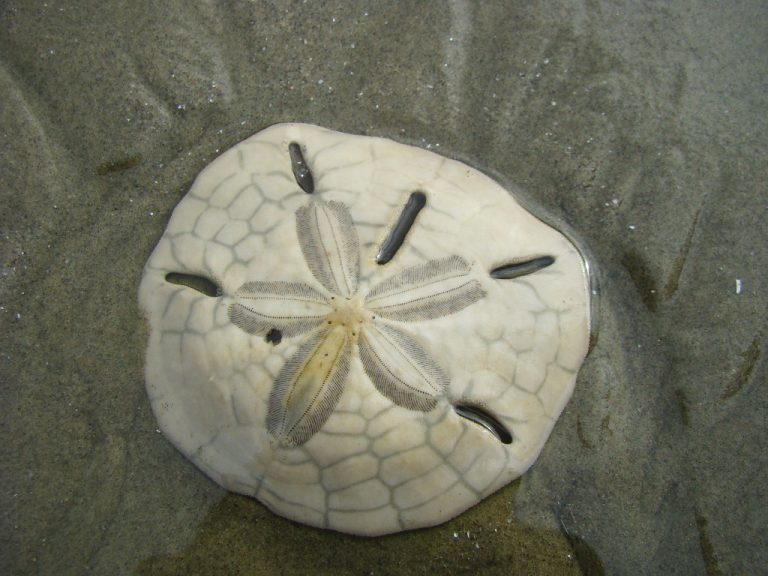 Bolacha-do-Mar