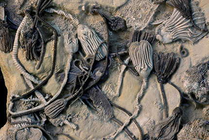 Foto de Crinoidea Fóssil