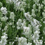 Lavandula Angustifolia 'nana Alba'