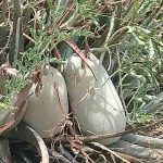 Melancia Caiana, Também Conhecida Como Melancia Forrageira