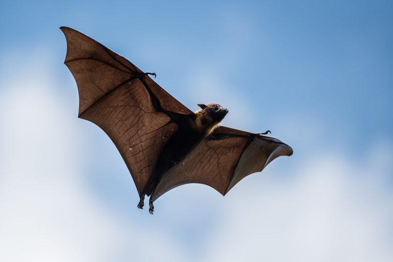 Pteropus Vampyrus Voando