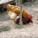 Galo Cortejando a Galinha