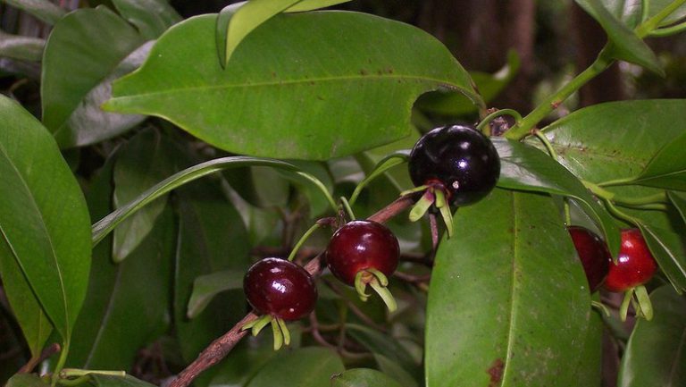 Guavirova Preta