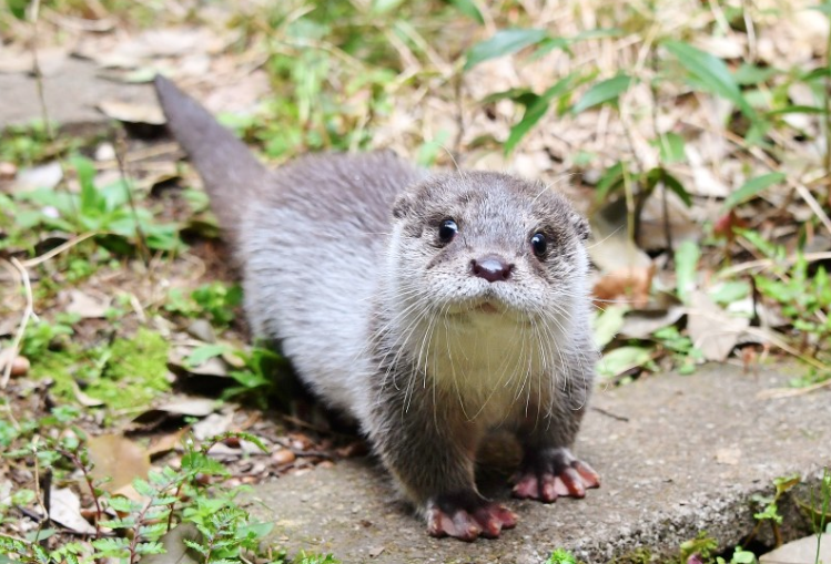 Lontra é Perigosa? Ela Ataca o Ser Humano? (2026)