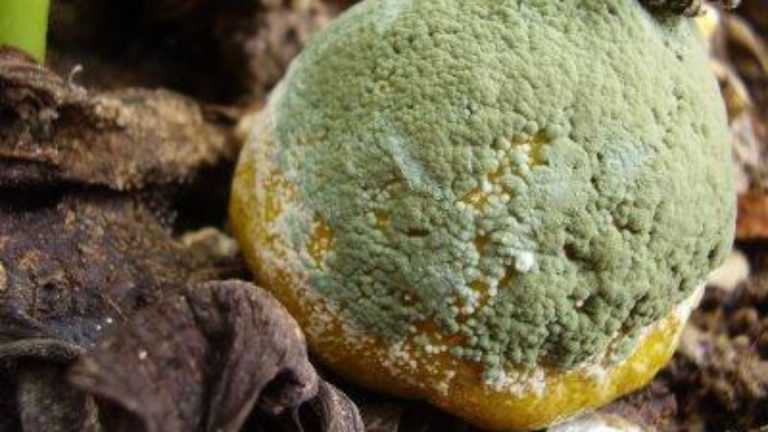Fungos Saprobios na Laranja