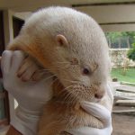 Lontra Albina