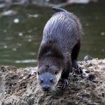 Lontra Europeia