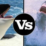 Orca e Tubarão Branco